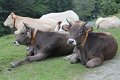 (46) Oh les Vaches